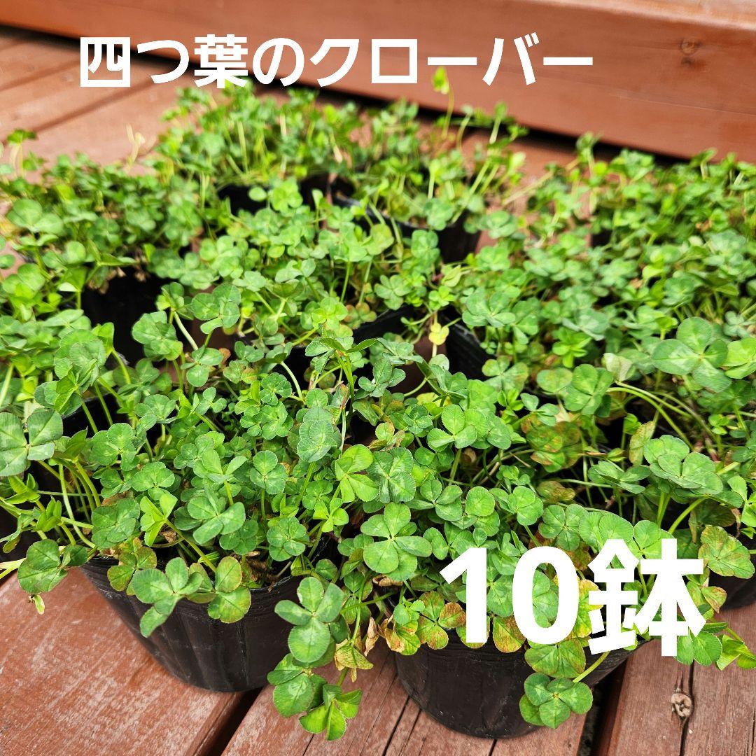 四つ葉のクローバー 10鉢