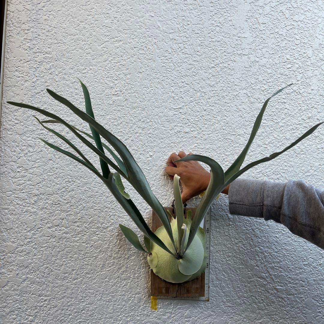 ビカクシダ　ビーチー