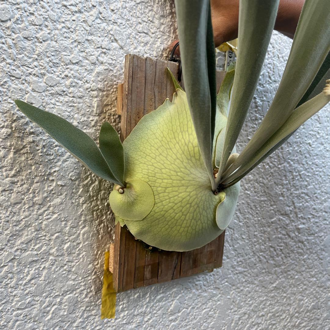 ビカクシダ　ビーチー