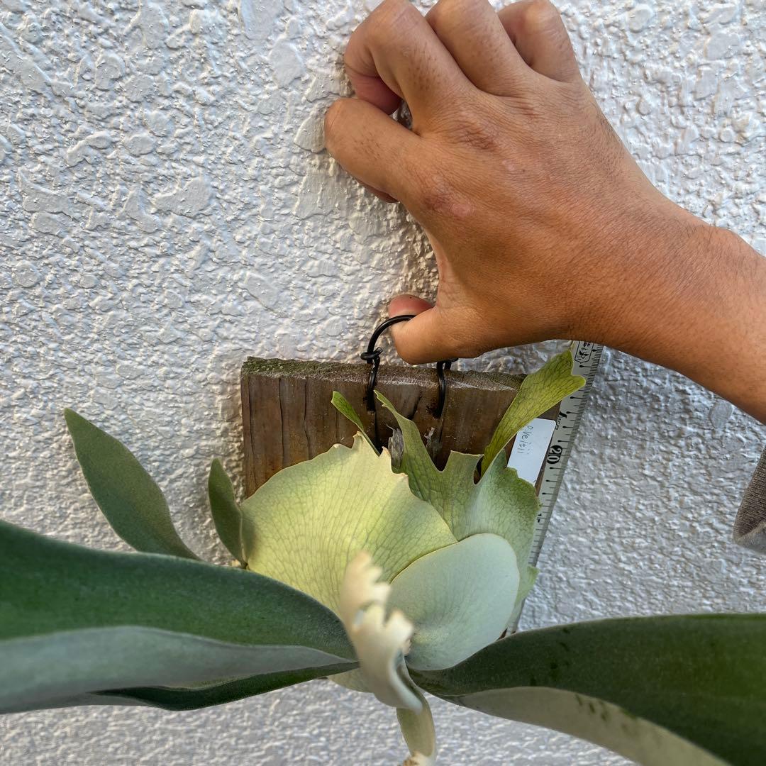 ビカクシダ　ビーチー