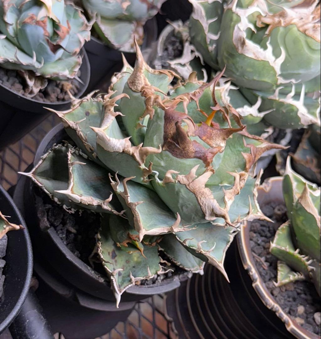 【鉢ごと親株発送】アガベ チタノタ 清櫻 活着済【極幅バンド・丸型・コンパクト