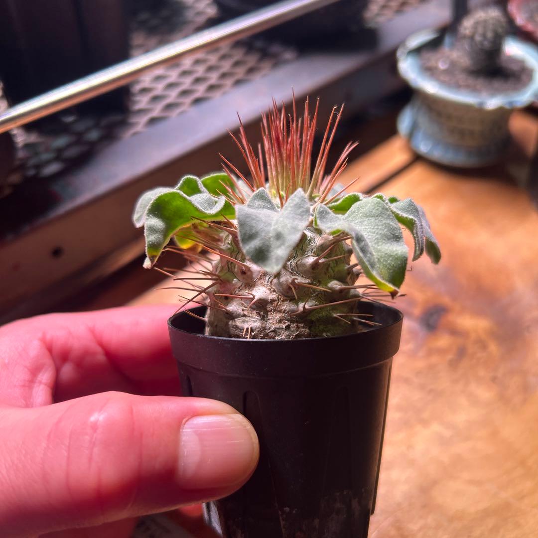 ナマクアナム　実生