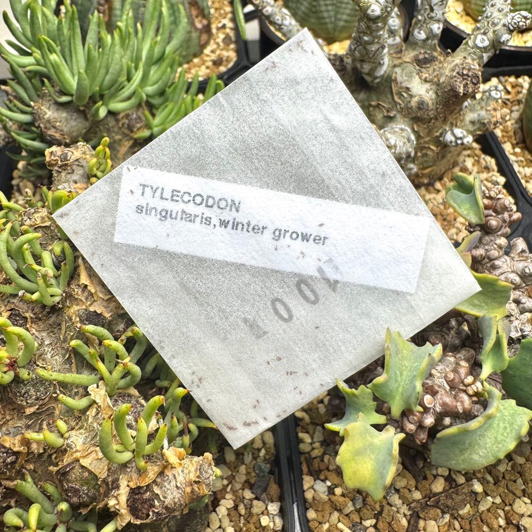 【種子100粒】 チレコドン シングラリス