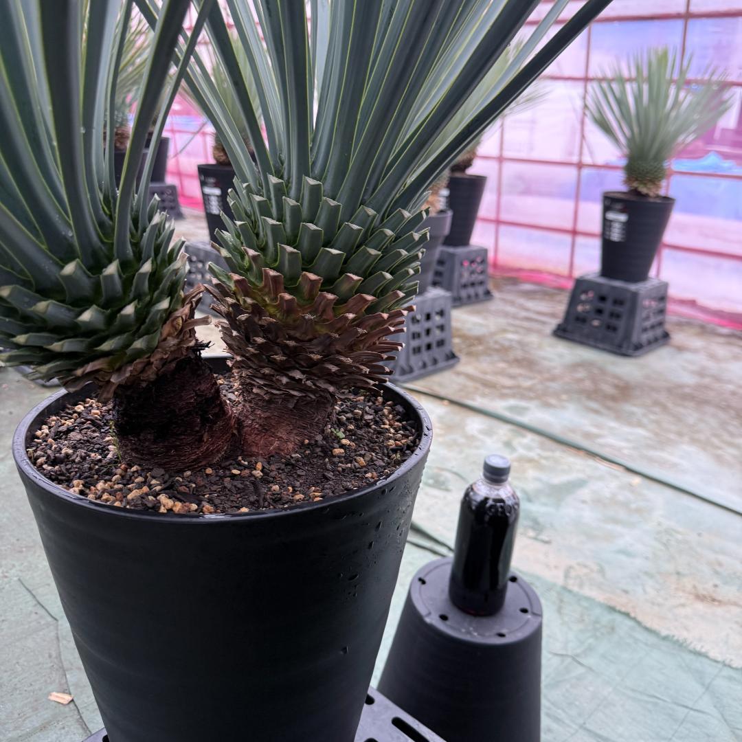 【AL1072】ユッカ　LA ALBERO　Ver.リギダ