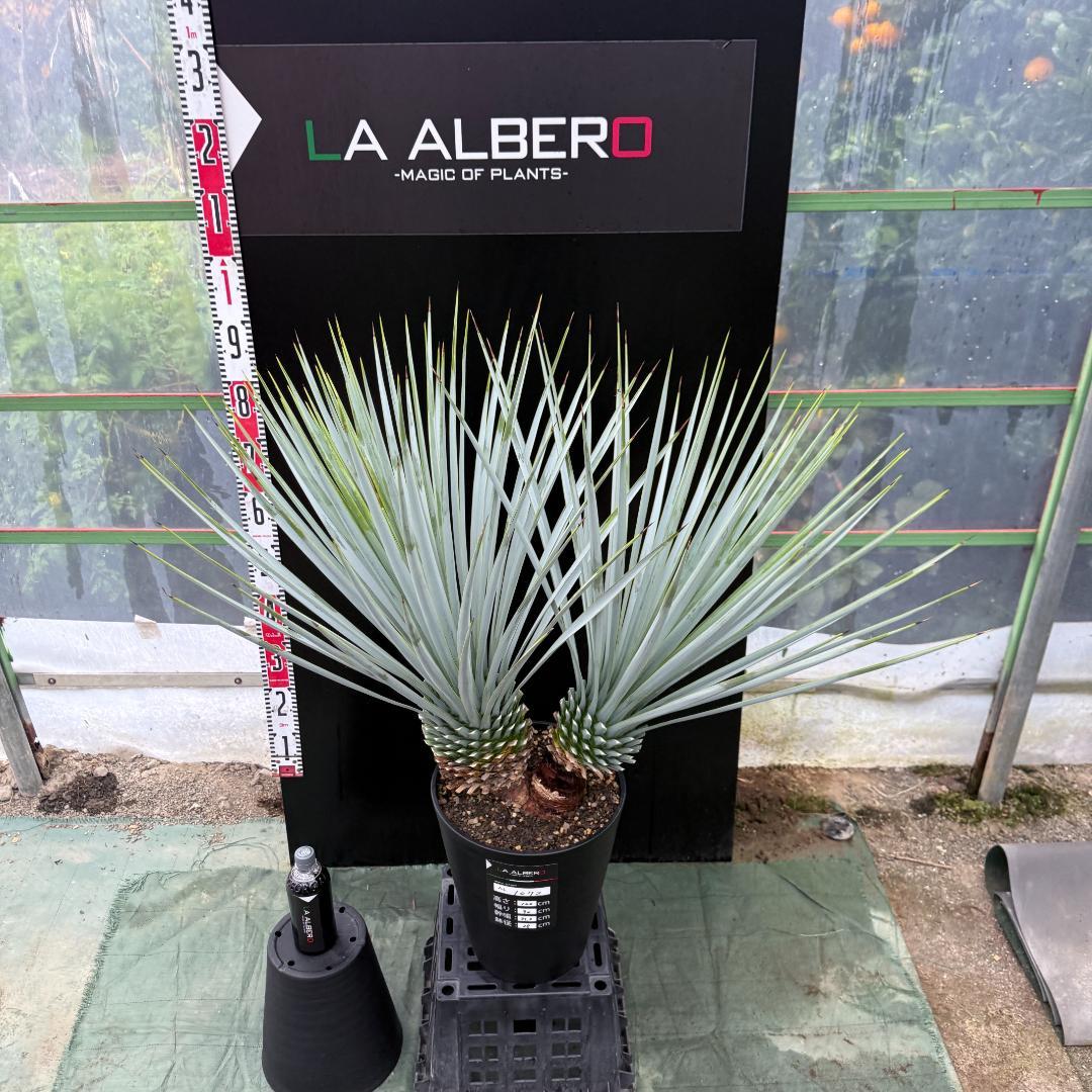 【AL1072】ユッカ　LA ALBERO　Ver.リギダ