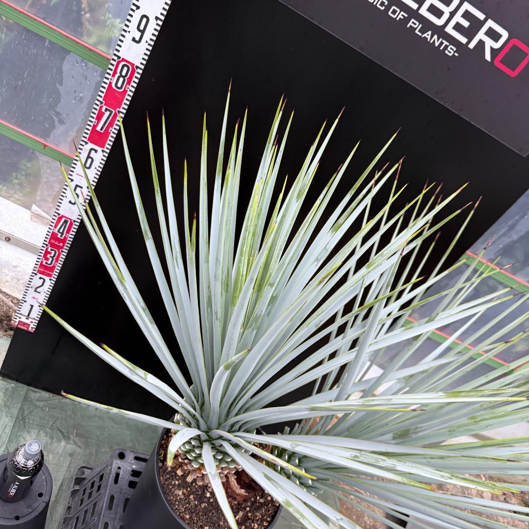 【AL1072】ユッカ　LA ALBERO　Ver.リギダ