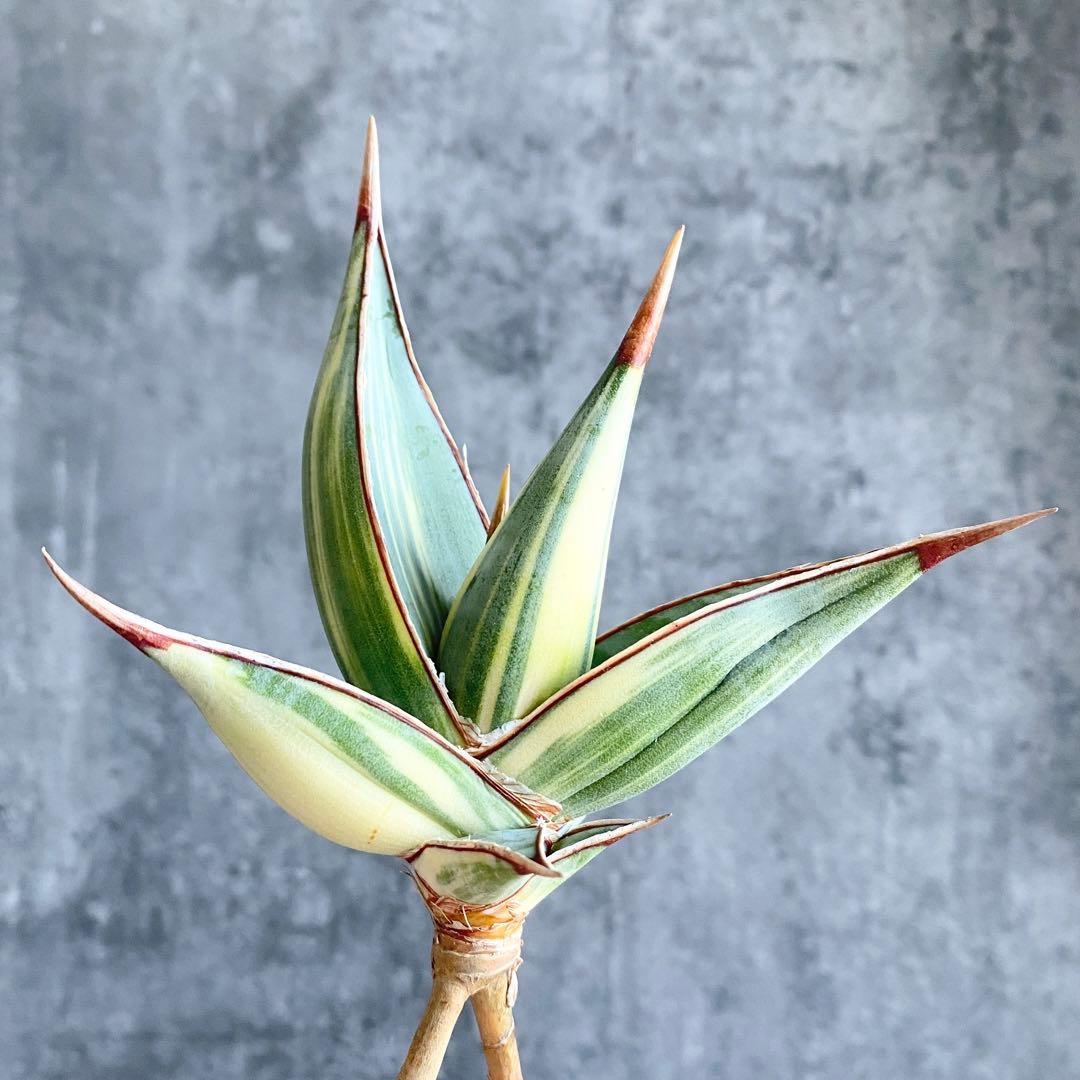 t*a様 S11331★オークション販売★ サンスベリア ピングイキュラ 極上斑