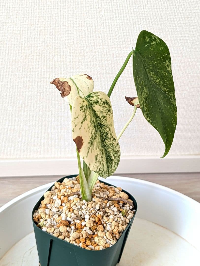 斑入りモンステラ　デリシオーサ　天津蘭　デリシオーサ　ホワイトモンスター