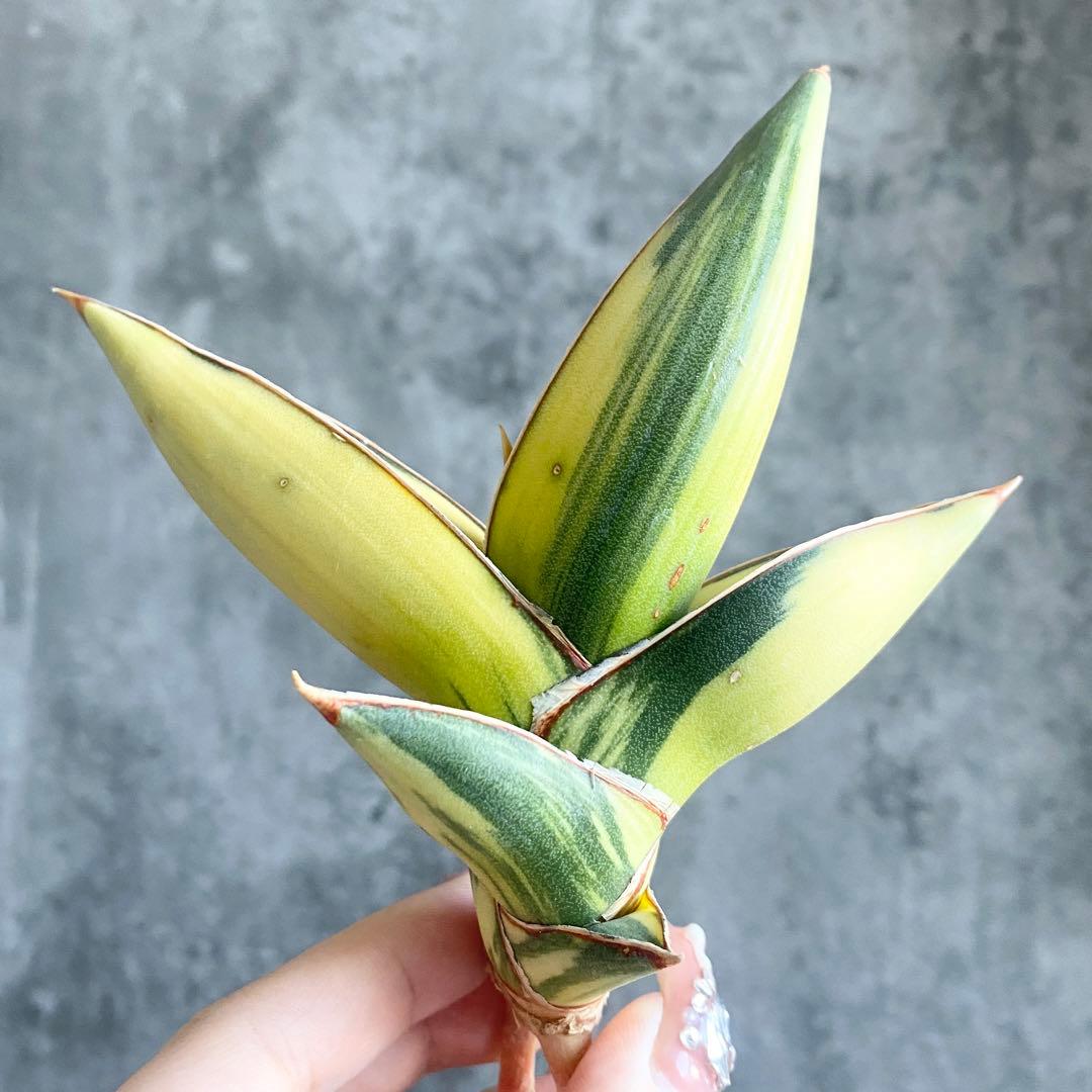 t*a様 S11330★オークション販売★ サンスベリア ピングイキュラ 極上斑