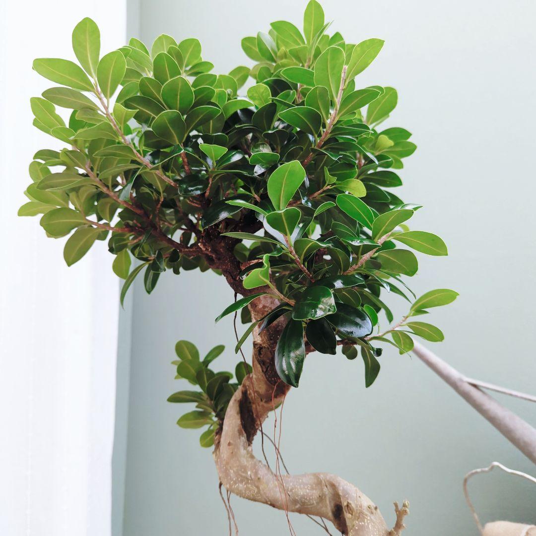 曲がりガジュマル (現品) 根上がり 曲線 空間浄化インテリアグリーン