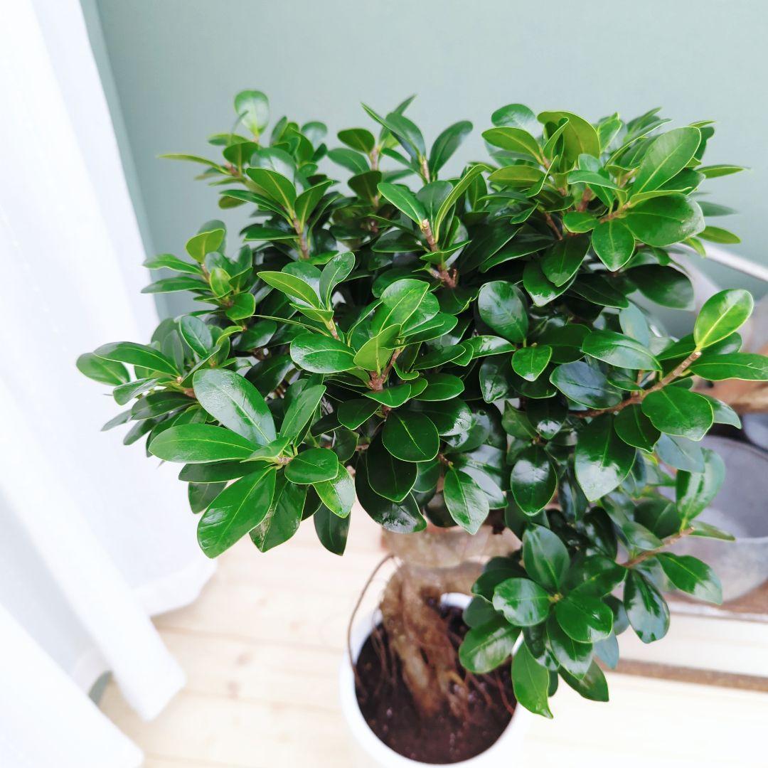 曲がりガジュマル (現品) 根上がり 曲線 空間浄化インテリアグリーン