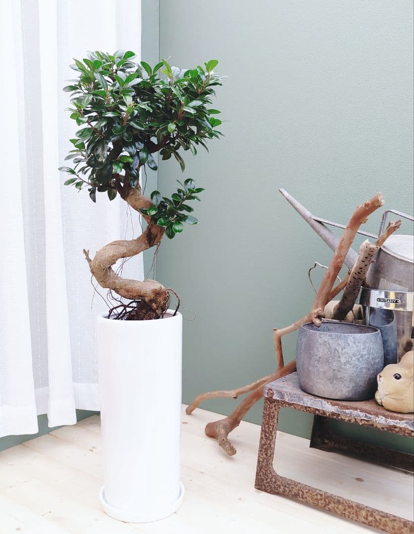 曲がりガジュマル (現品) 根上がり 曲線 空間浄化インテリアグリーン