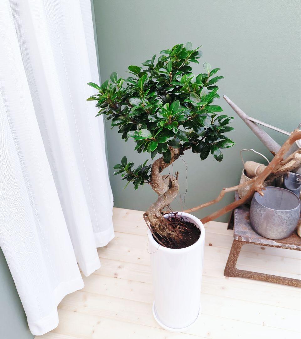 曲がりガジュマル (現品) 根上がり 曲線 空間浄化インテリアグリーン