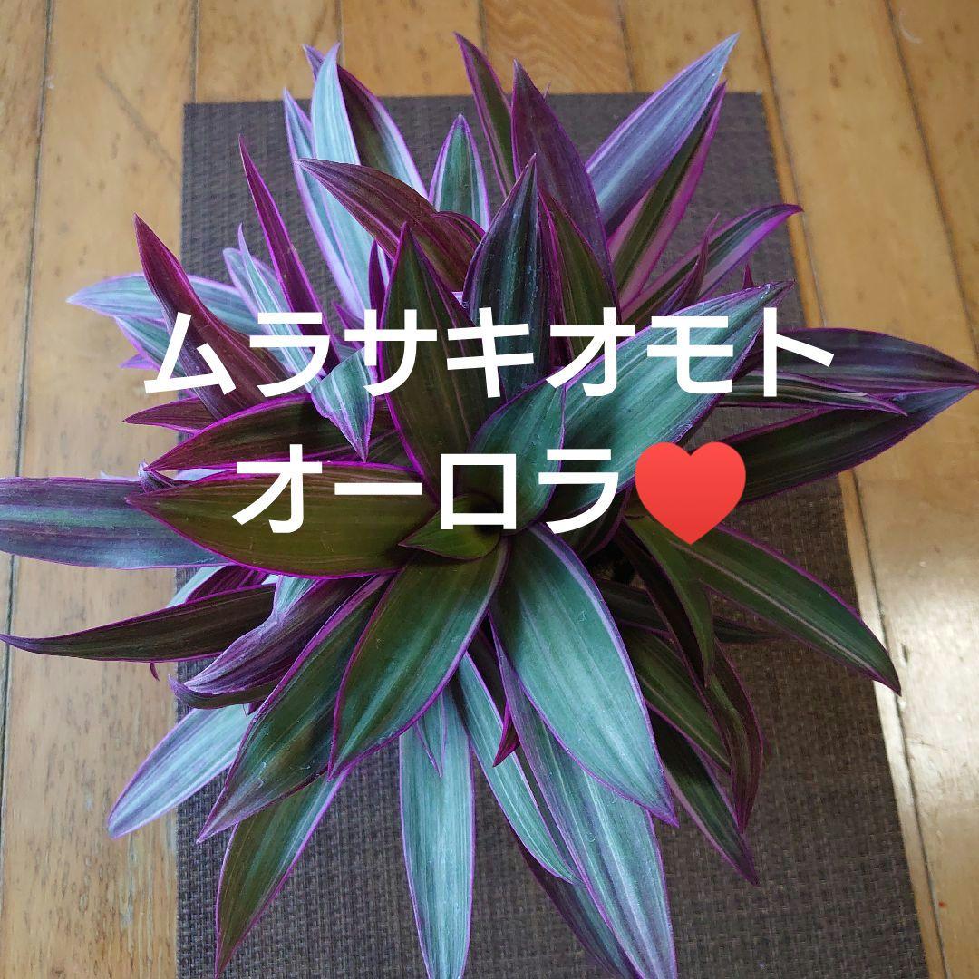 【ボリュームセット♪】ムラサキオモト オーロラ♥️