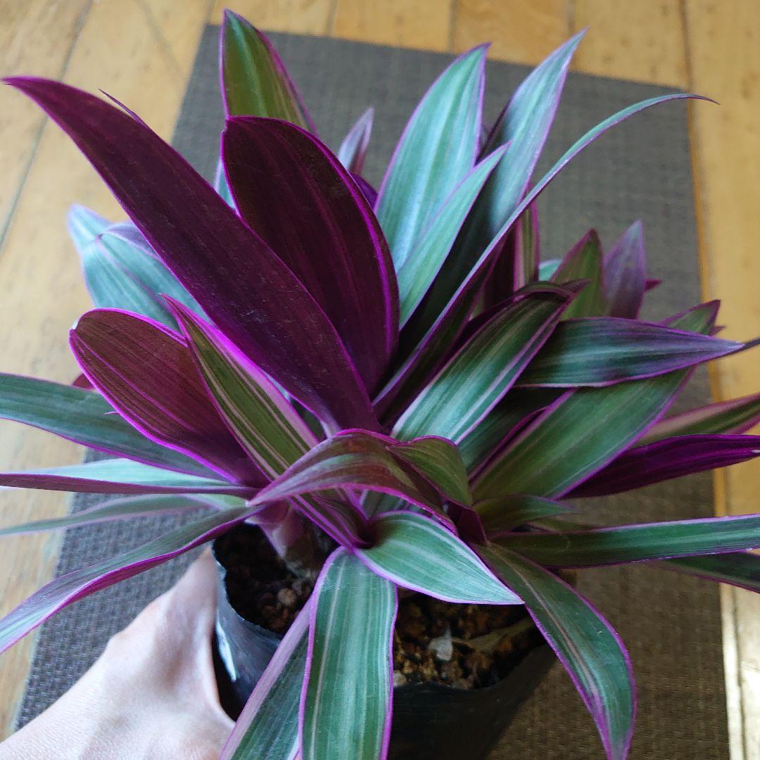 【ボリュームセット♪】ムラサキオモト オーロラ♥️