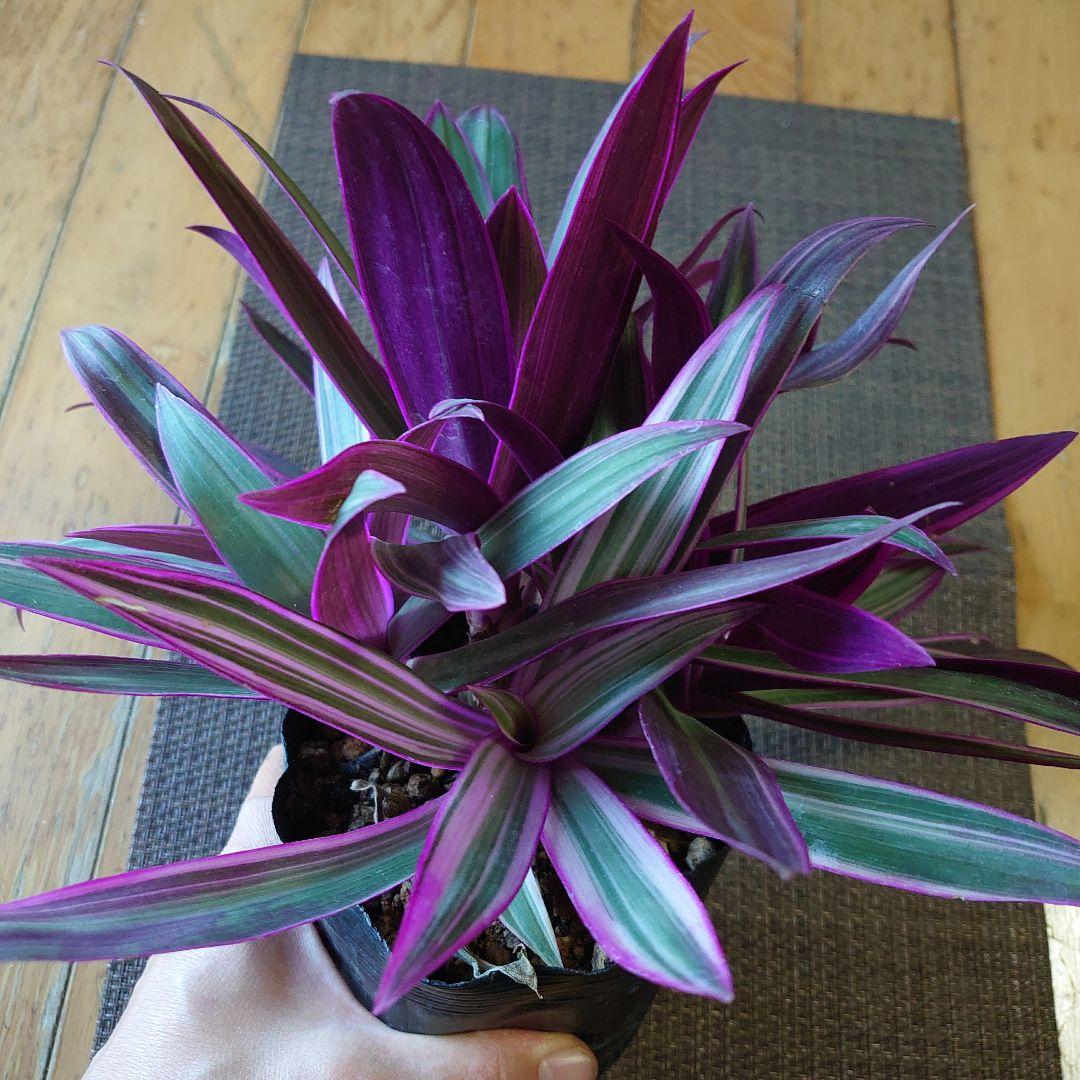 【ボリュームセット♪】ムラサキオモト オーロラ♥️