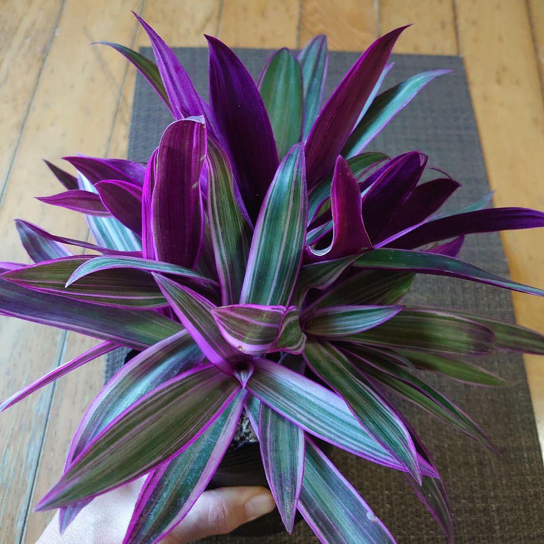 【ボリュームセット♪】ムラサキオモト オーロラ♥️