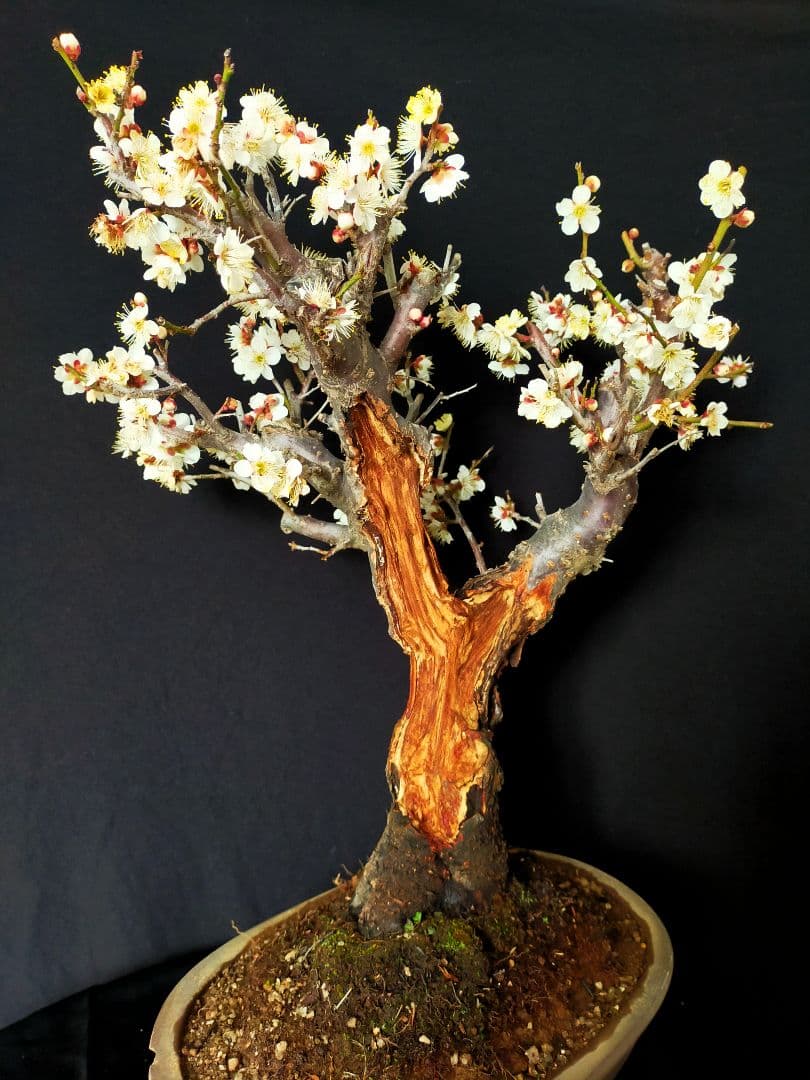 梅盆栽　大サイズ