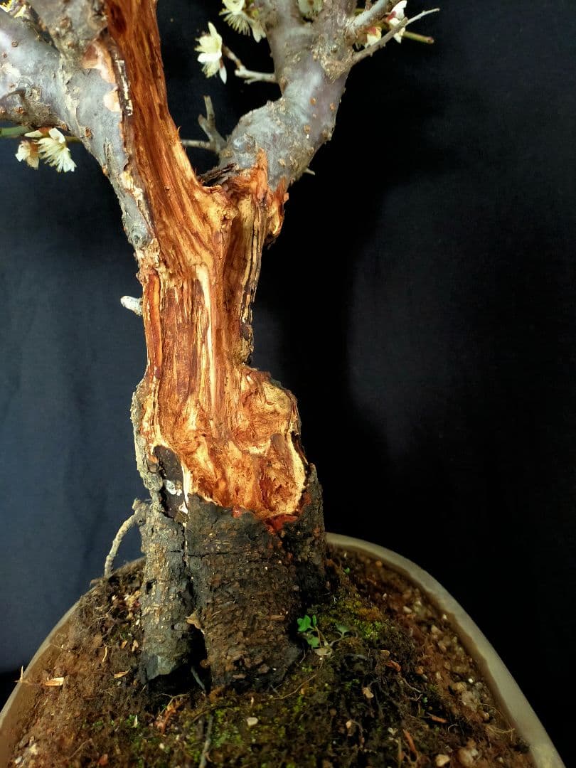 梅盆栽　大サイズ