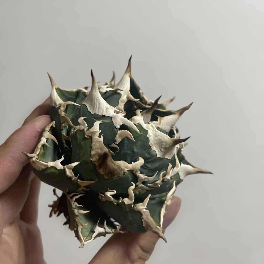 アガベ オアハカワイルド血統 ノーネーム