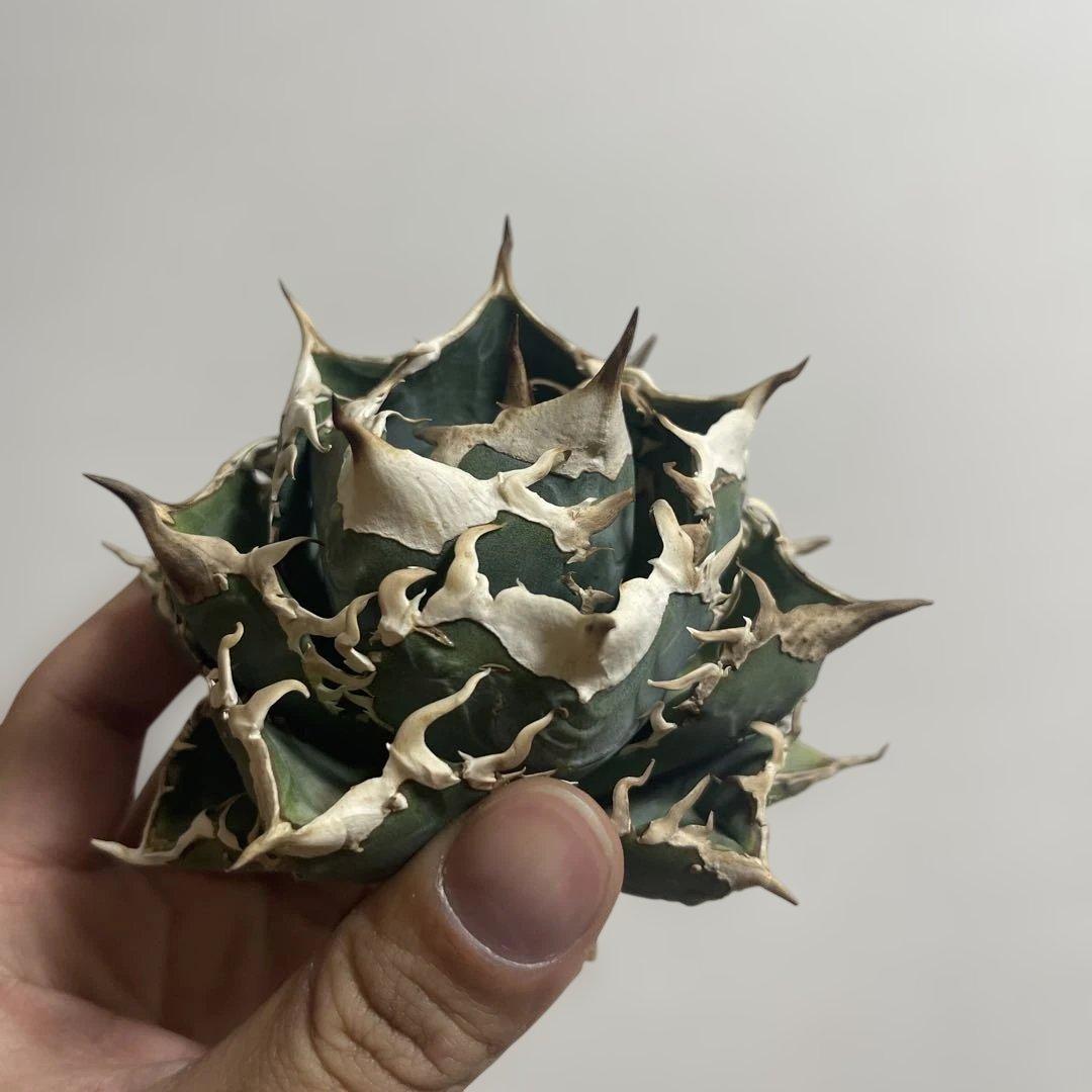 アガベ オアハカワイルド血統 ノーネーム