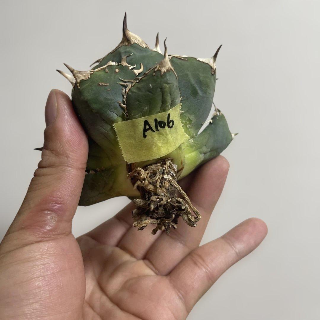 アガベ オアハカワイルド血統 ノーネーム