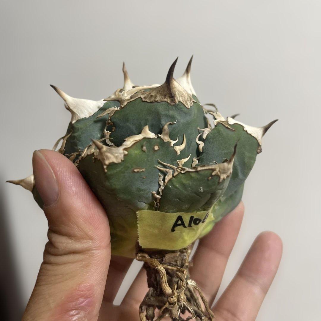 アガベ オアハカワイルド血統 ノーネーム