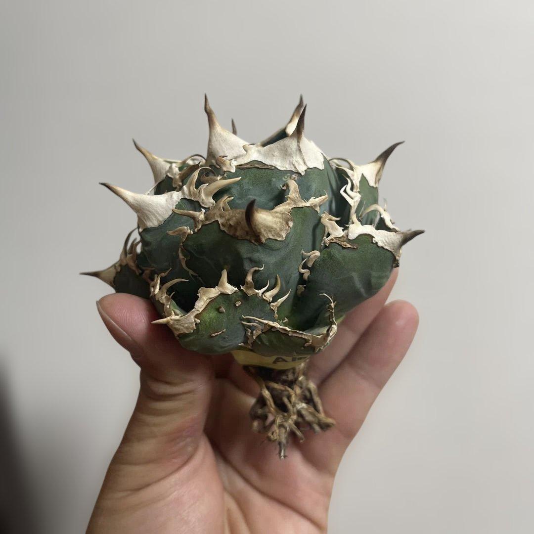 アガベ オアハカワイルド血統 ノーネーム