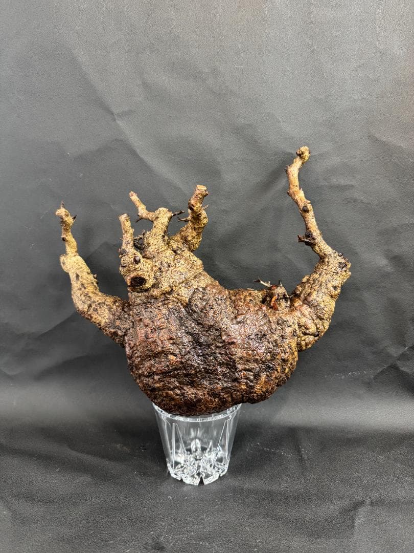 オペルクリカリアパキプス　ベアルート