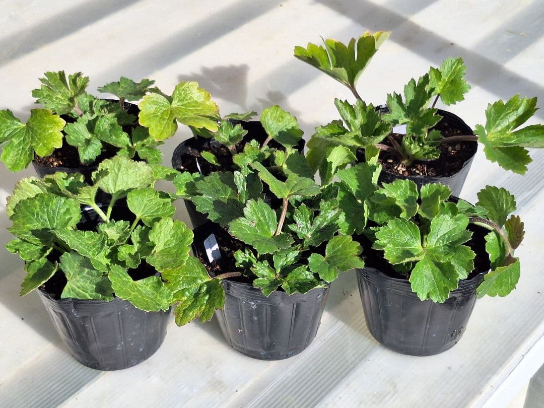 ②　ラナンキュラス　ラックス　ランドセルシリーズ