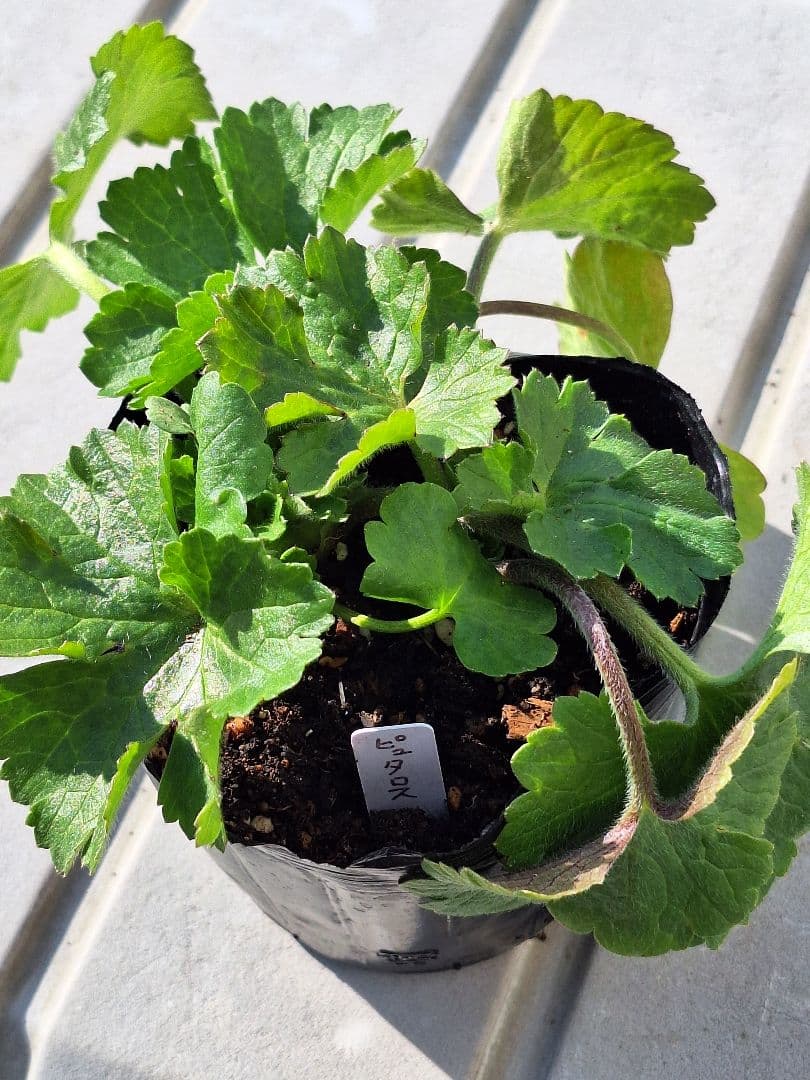 ②　ラナンキュラス　ラックス　ランドセルシリーズ