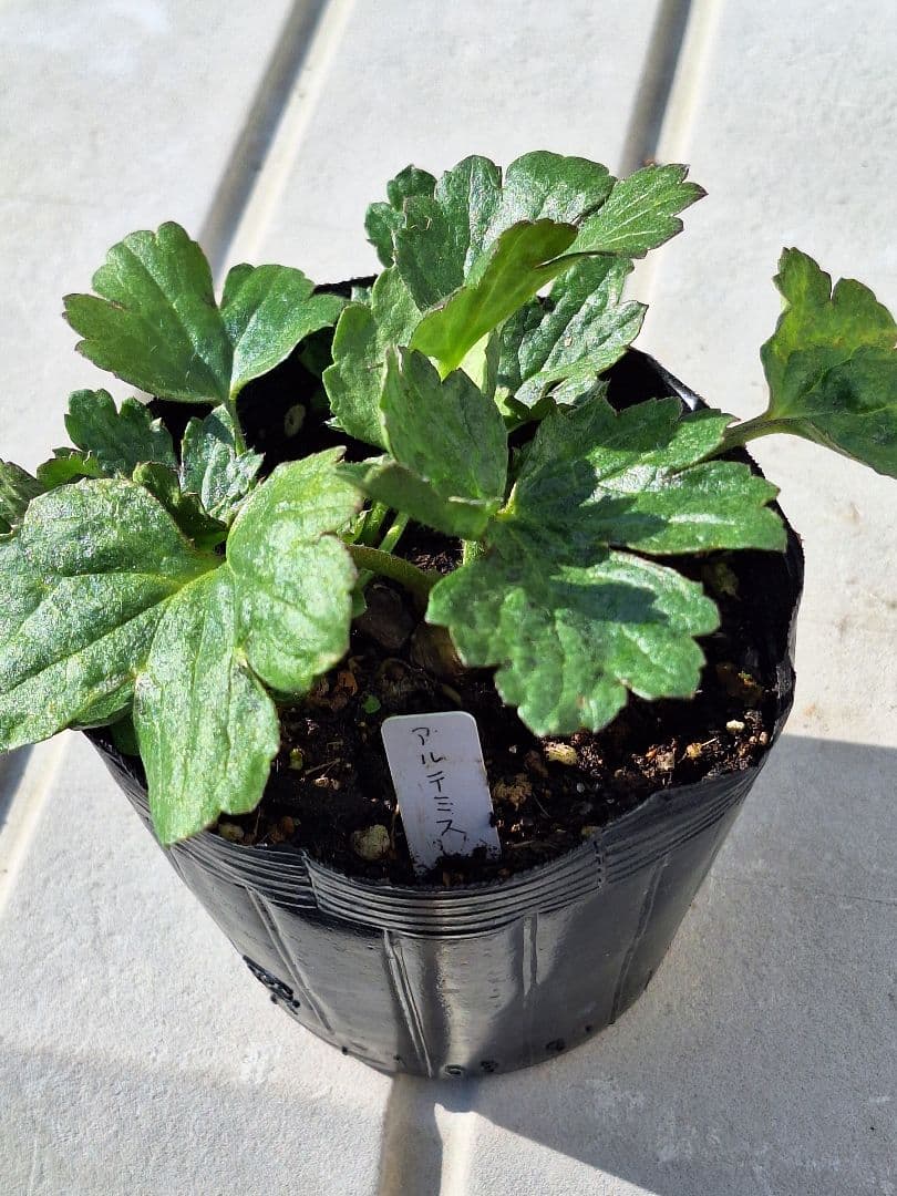 ②　ラナンキュラス　ラックス　ランドセルシリーズ