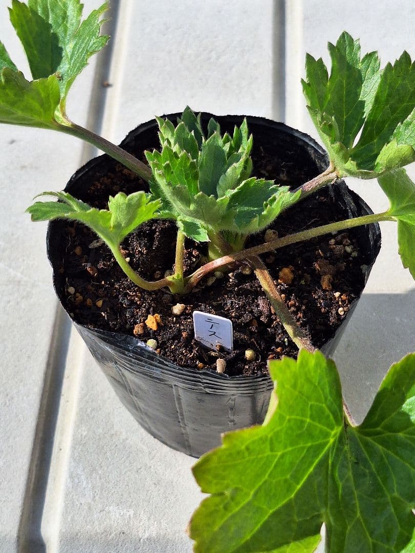 ②　ラナンキュラス　ラックス　ランドセルシリーズ