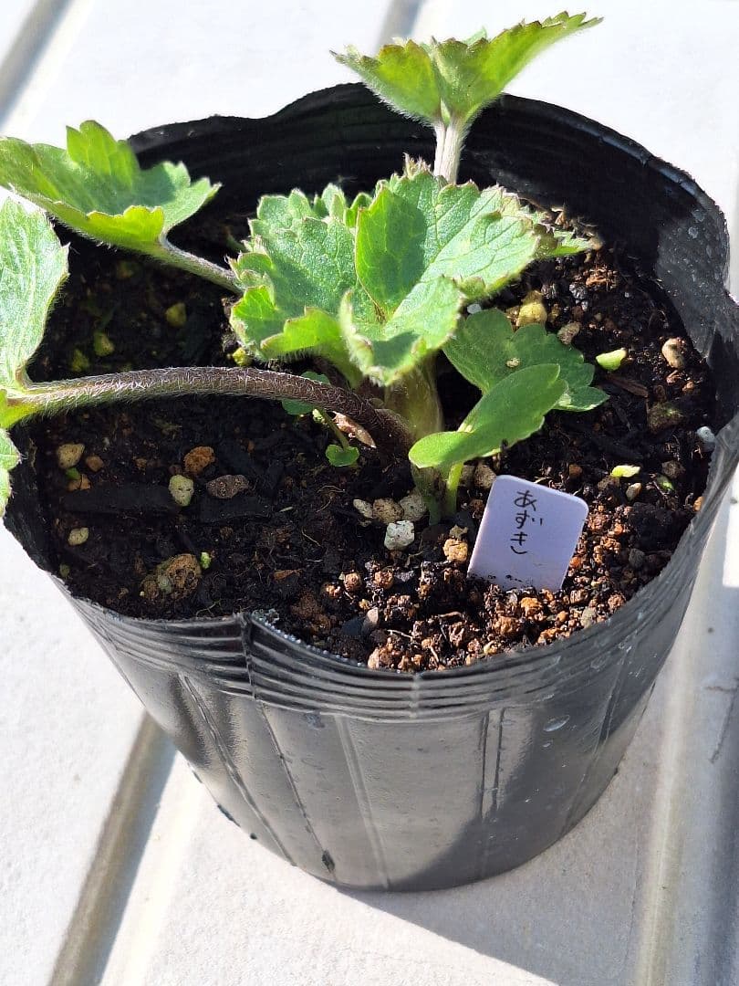 ②　ラナンキュラス　ラックス　ランドセルシリーズ