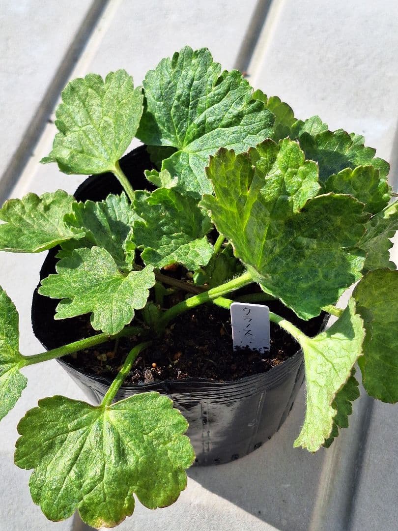 ②　ラナンキュラス　ラックス　ランドセルシリーズ