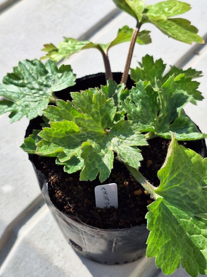 ②　ラナンキュラス　ラックス　ランドセルシリーズ