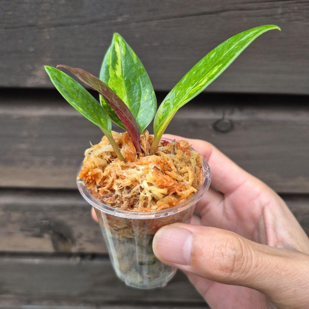 アンスリウム　ジェンマニー　斑入り