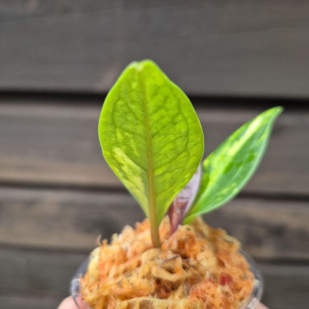 アンスリウム　ジェンマニー　斑入り