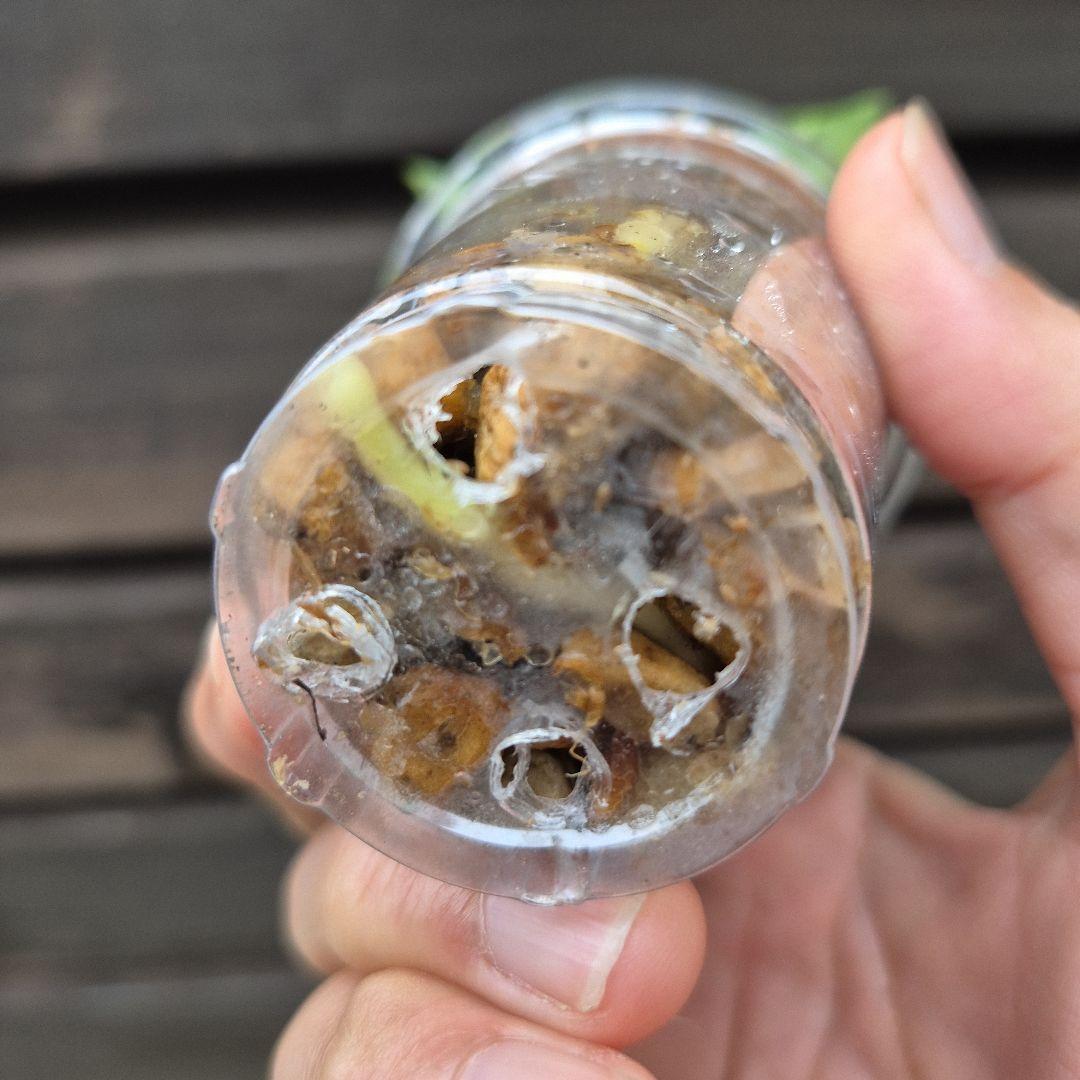 アンスリウム　ジェンマニー　斑入り