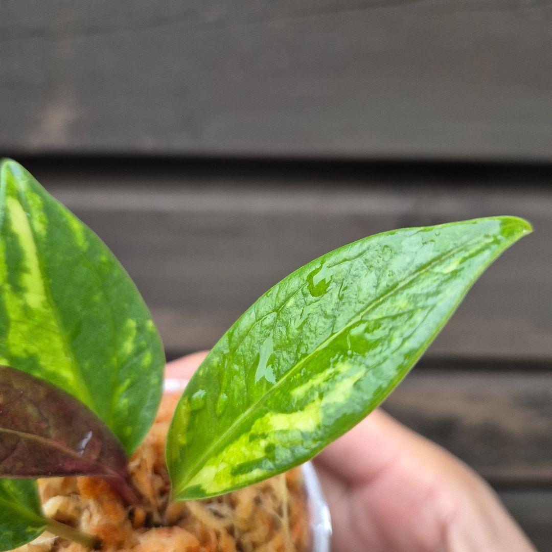 アンスリウム　ジェンマニー　斑入り