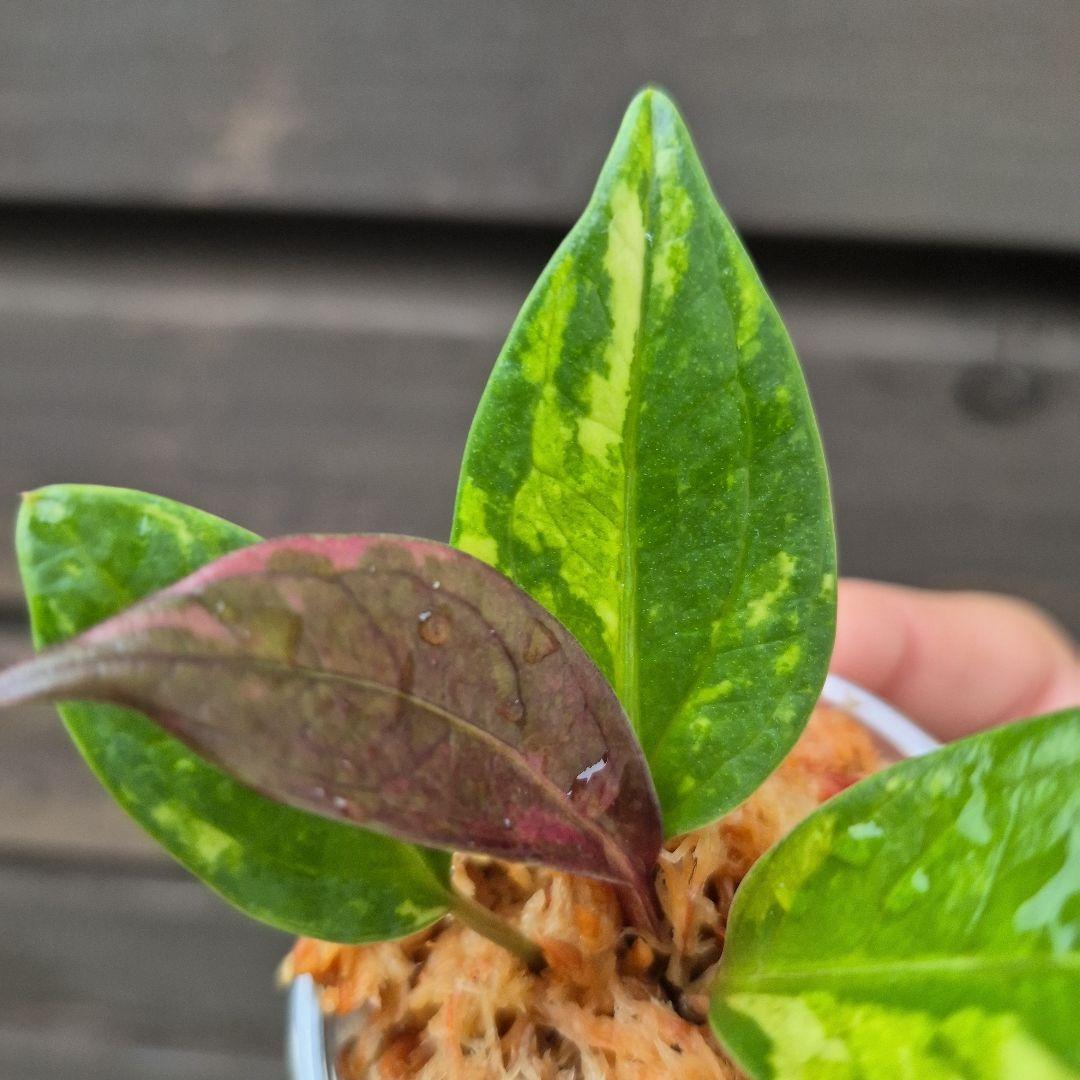 アンスリウム　ジェンマニー　斑入り