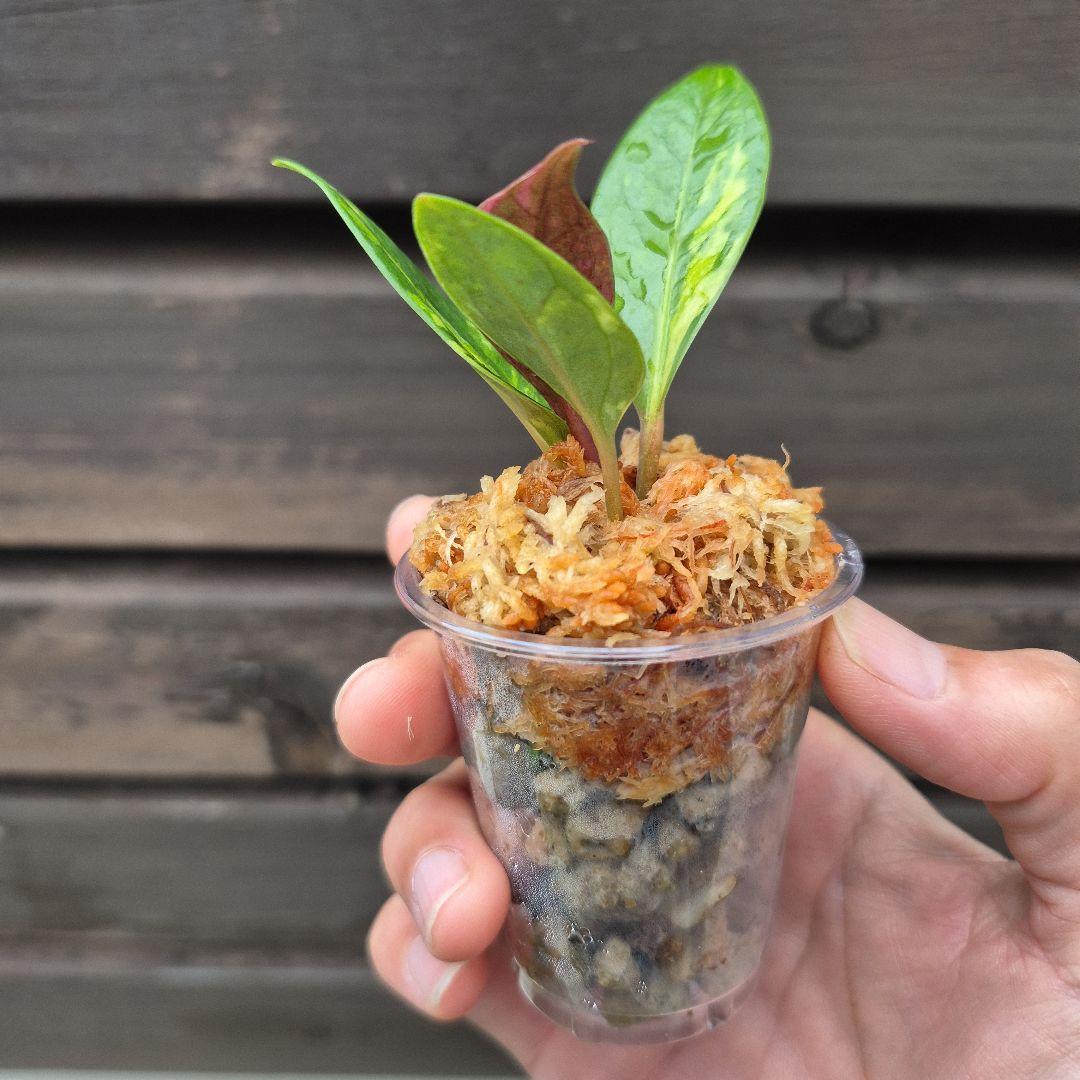 アンスリウム　ジェンマニー　斑入り