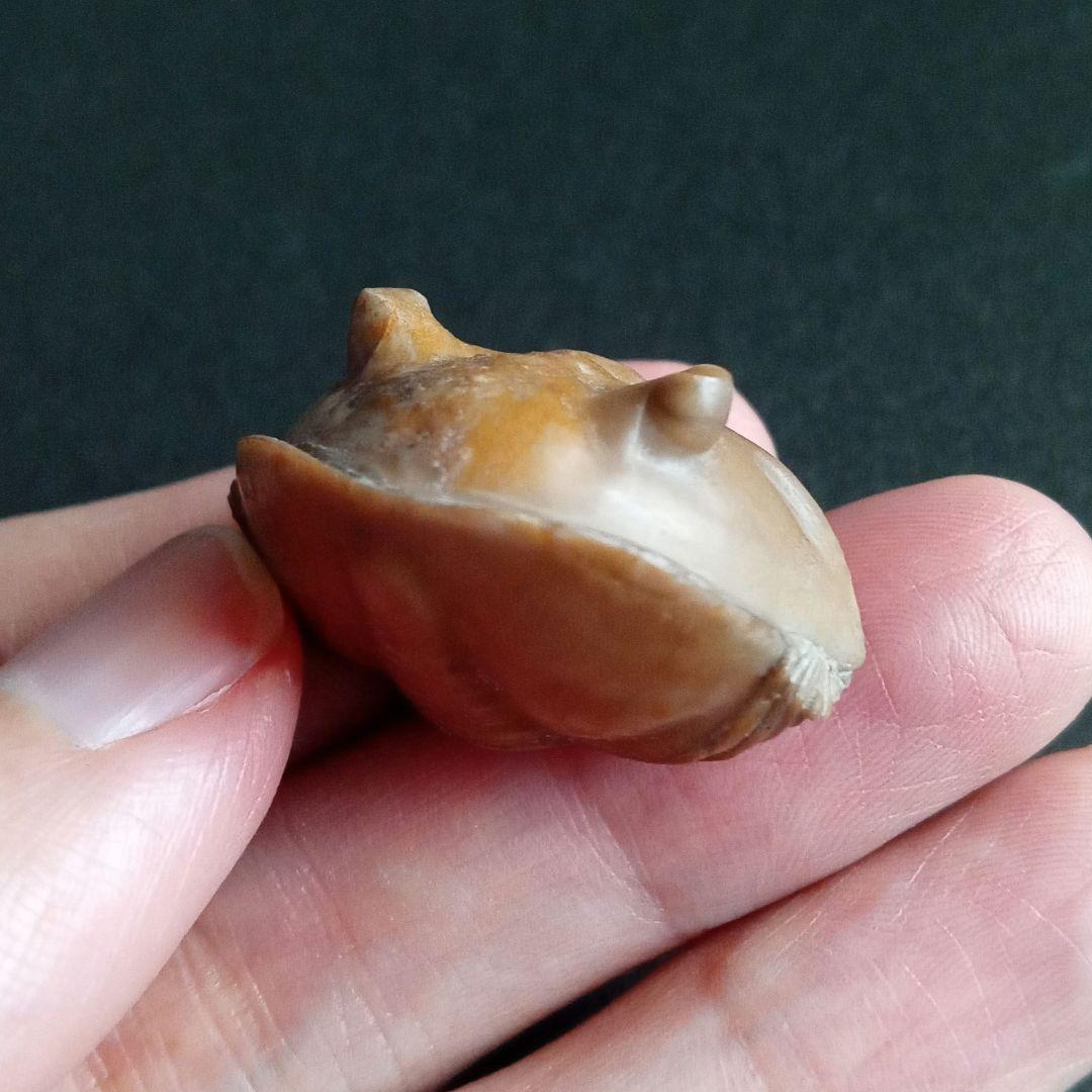 化石　三葉虫　ロシア産　防御姿勢　エンロール　美麗標本　極めて希少