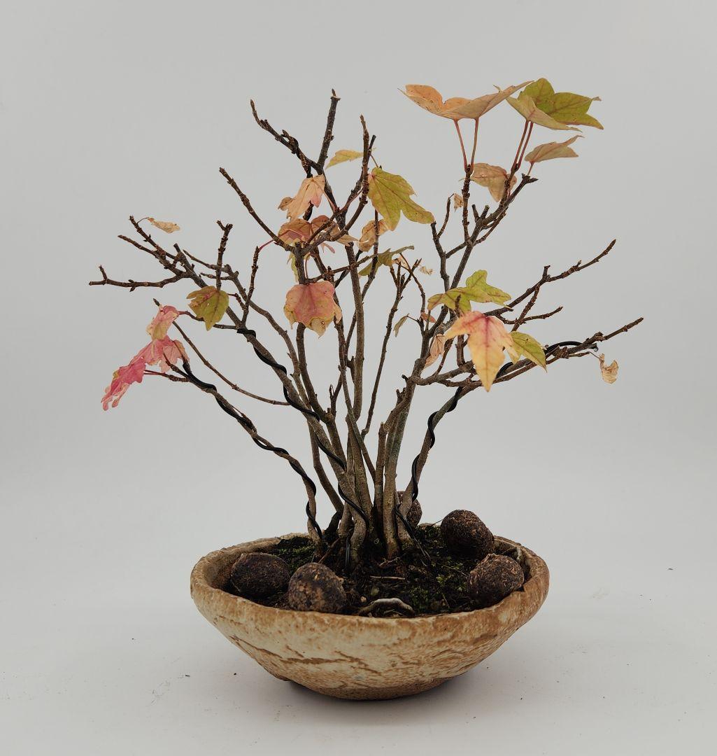 お正月セール 10日まで小品 寄せ植え楓盆栽 五葉松盆栽 真柏盆栽 懸崖 真柏