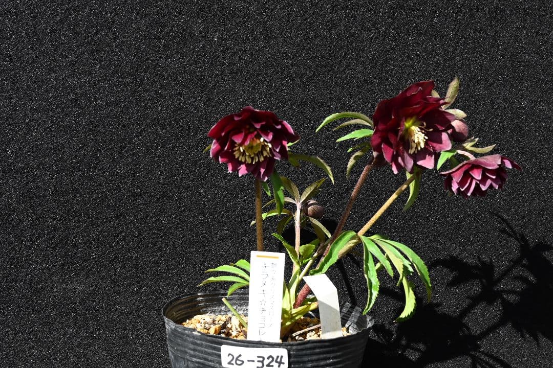 クリスマスローズ　認定キラメキ✩チョコレート　加藤農園