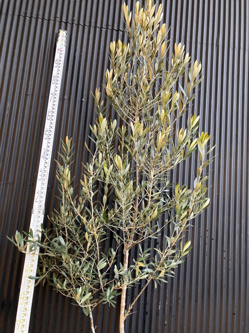 オリーブの木　シプレッシーノ　a