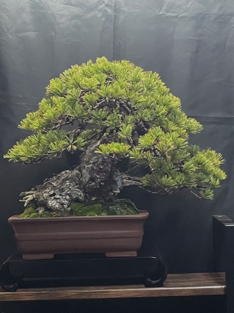 吾妻五葉松 山木(古木)