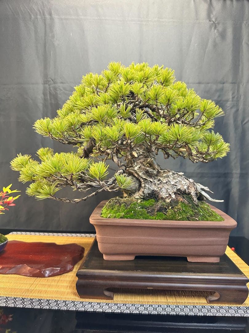 吾妻五葉松 山木(古木)