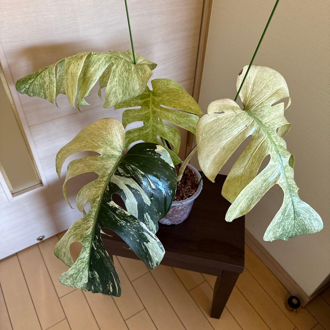 ＊＊モンステラ＊ミント＊フルミント＊