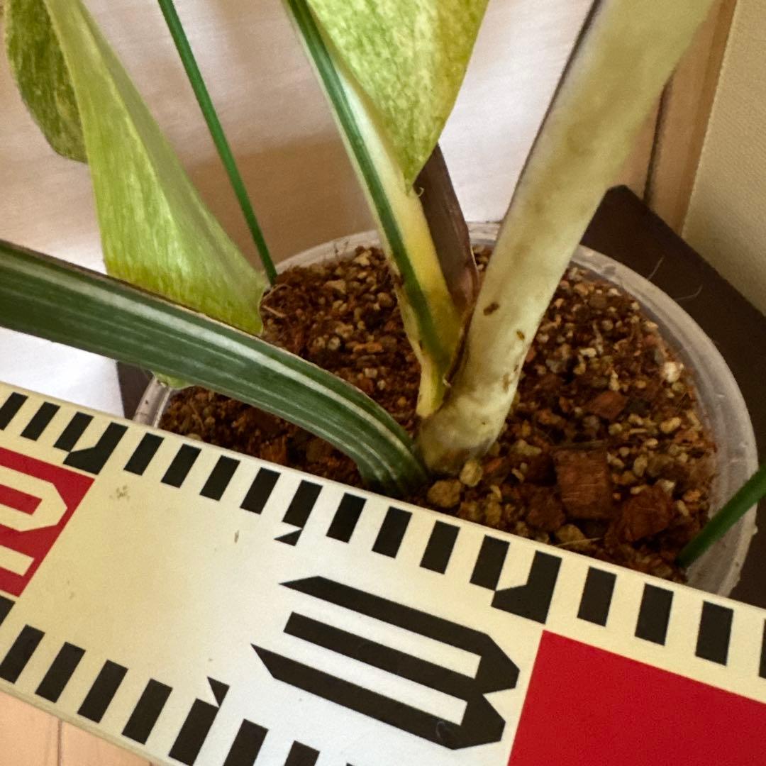 ＊＊モンステラ＊ミント＊フルミント＊